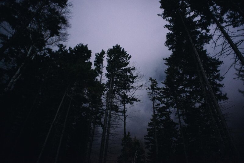 Tall Pine Trees — Dark Green
