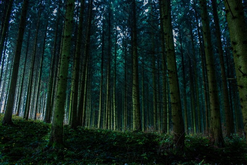 Tall Pine Trees — Green, Dark