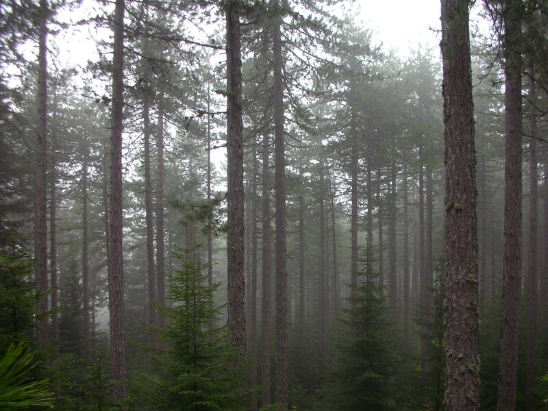 Tall Pine Trees — Green, Misty