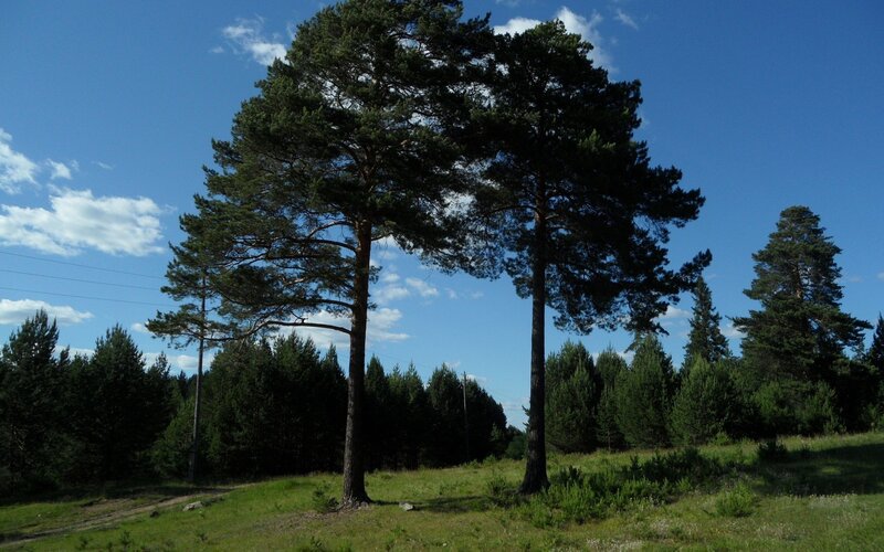 Tall Pine Trees — Green, Serene, Afternoon, Photograph, Forest