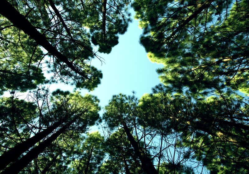 Tall Pine Trees — Green, Serene, Afternoon, Photograph, Sky, Branches