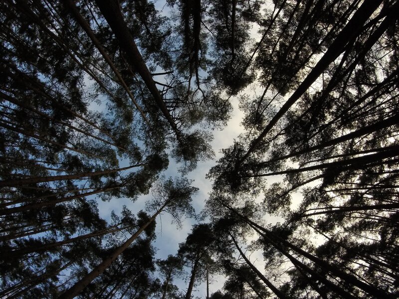 Tall Pine Trees — Green, Serene, Afternoon, Photograph, Sky