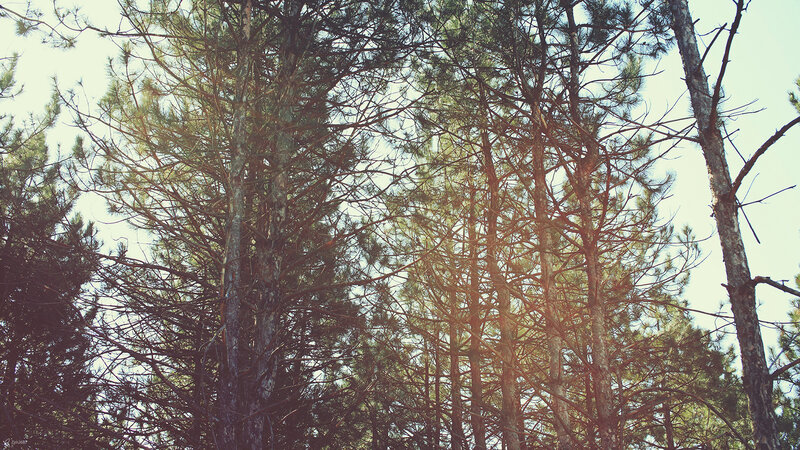Tall Pine Trees — Green, Serene, Afternoon, Photograph