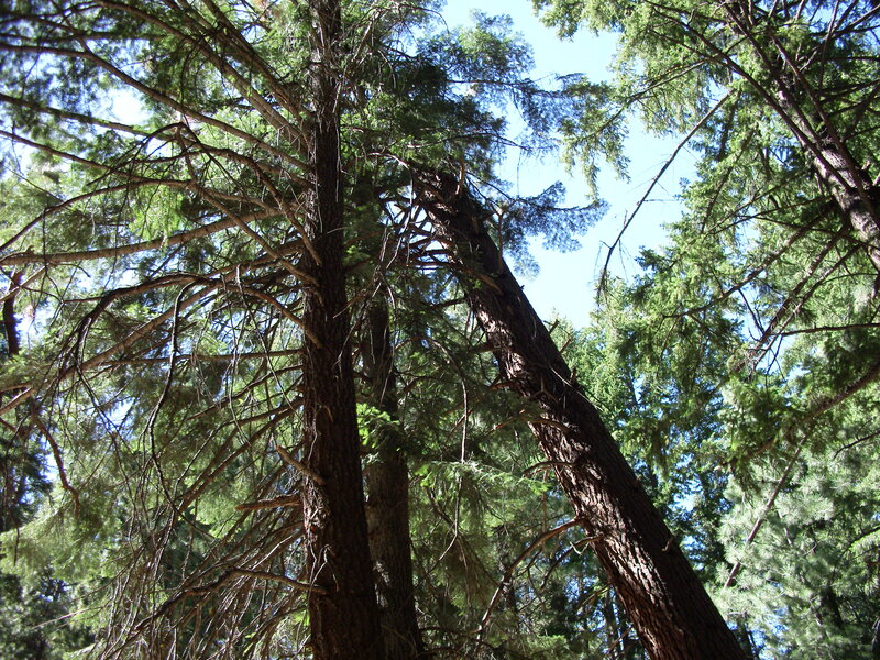 Tall Pine Trees — Green, Serene, Afternoon
