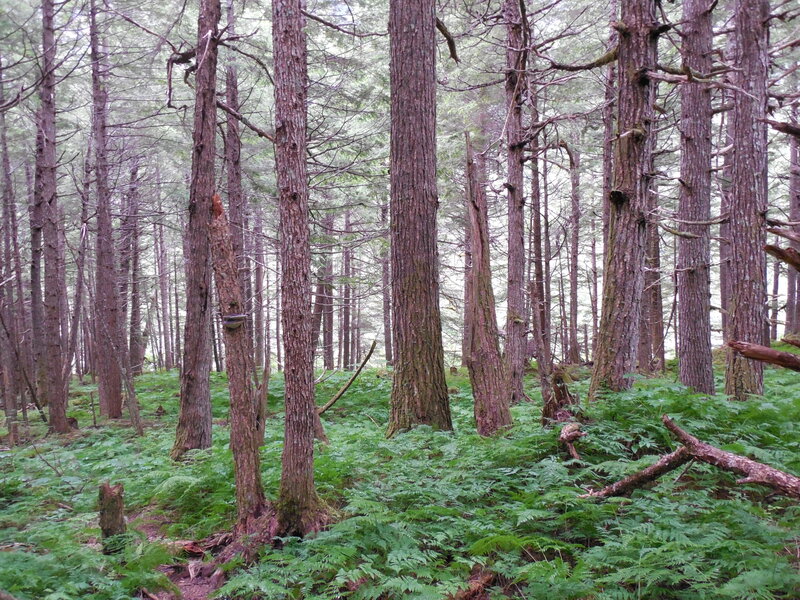 Tall Pine Trees — Green, Serene, Morning