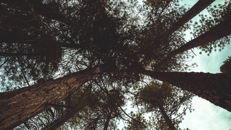 Tall Pine Trees — Green, Serene, Photograph