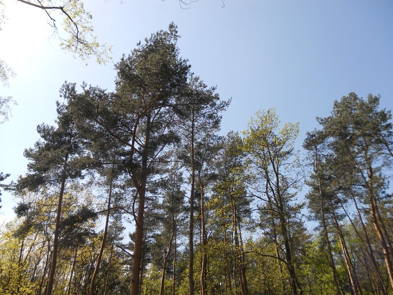 Tall Pine Trees — Green, Serene, Spring