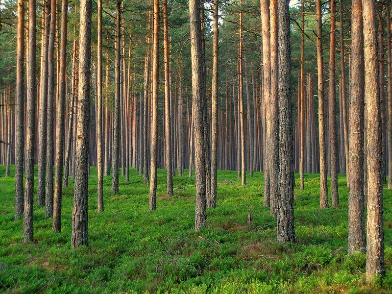 Tall Pine Trees — Green, Serene, Sunset