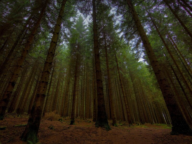 Tall Pine Trees — Green, Serene