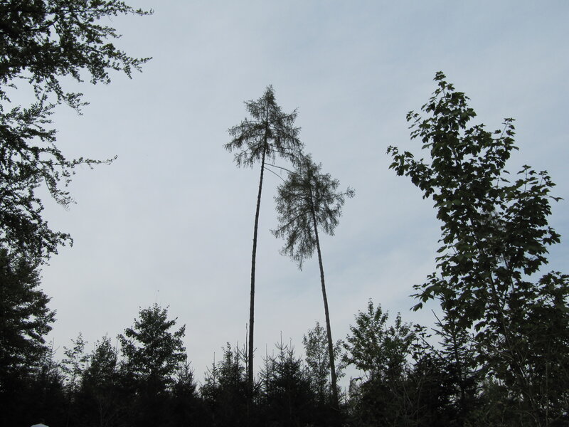 Tall Pine Trees — Green