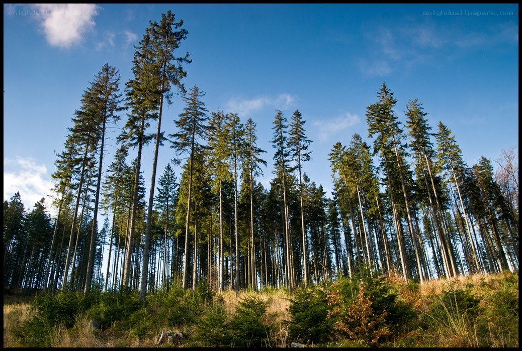 Tall pine trees in a forest
