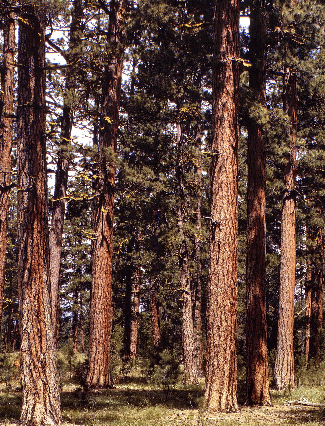 Tall pine trees in a forest
