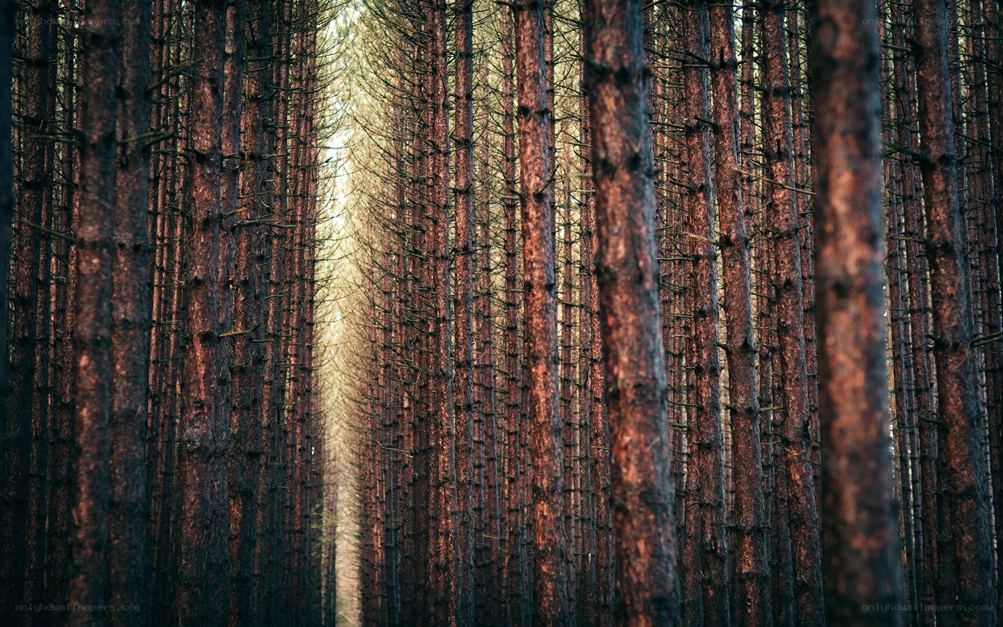 tall pine trees in a forest