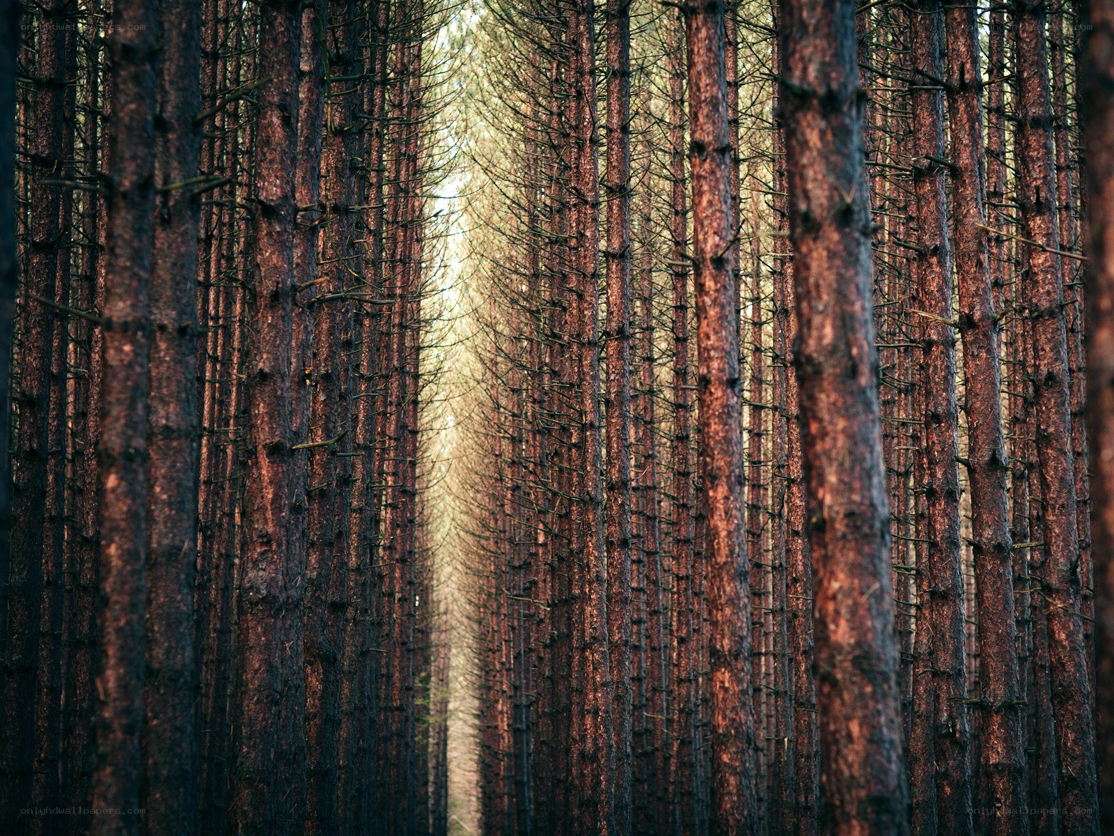 Tall pine trees in a forest
