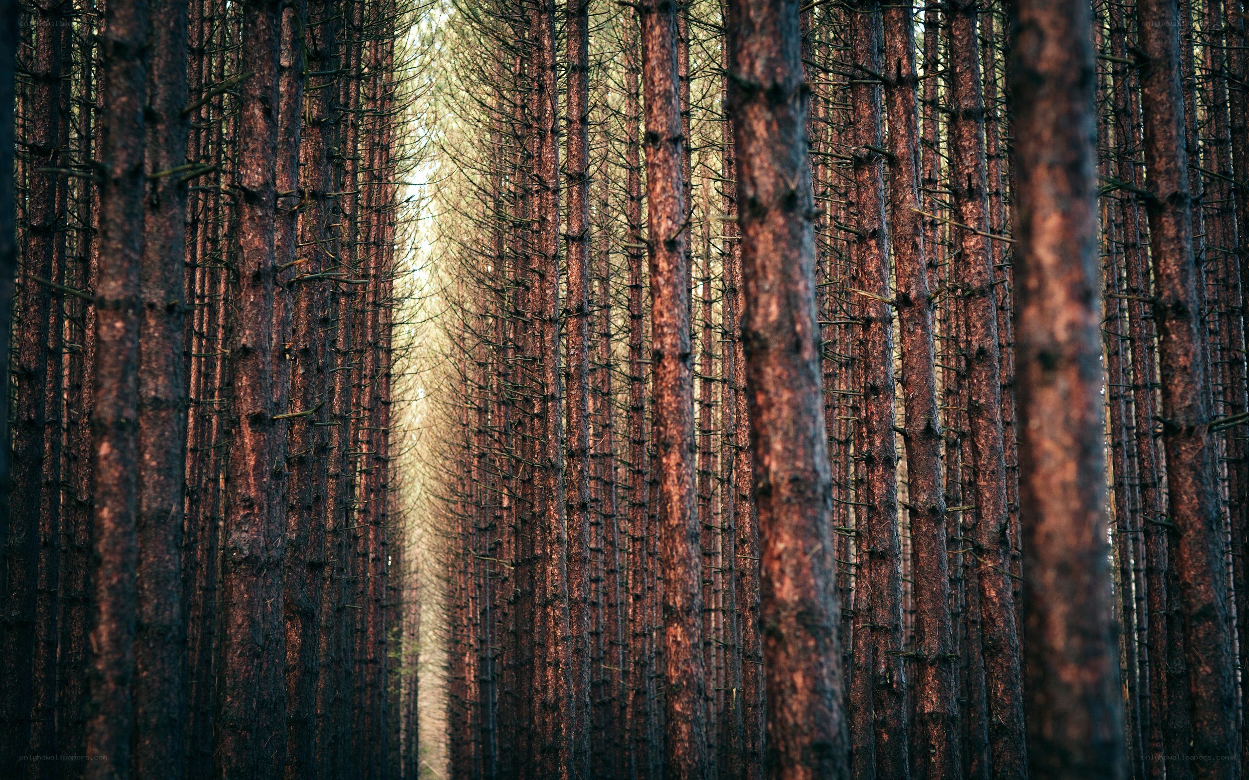 tall pine trees in a forest