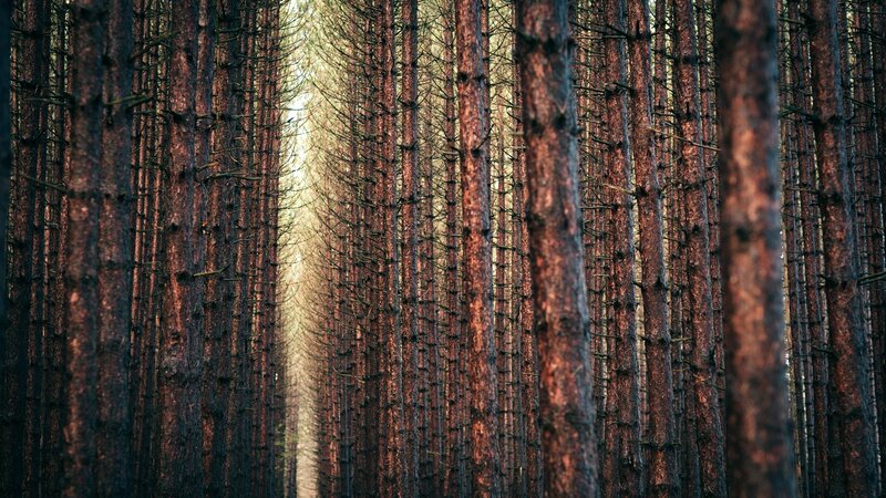 tall pine trees in a forest