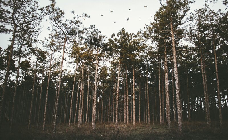 Tall pine trees in a forest