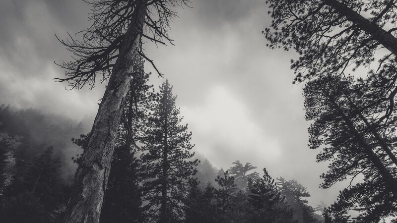 Tall Pine Trees in Fog — Black