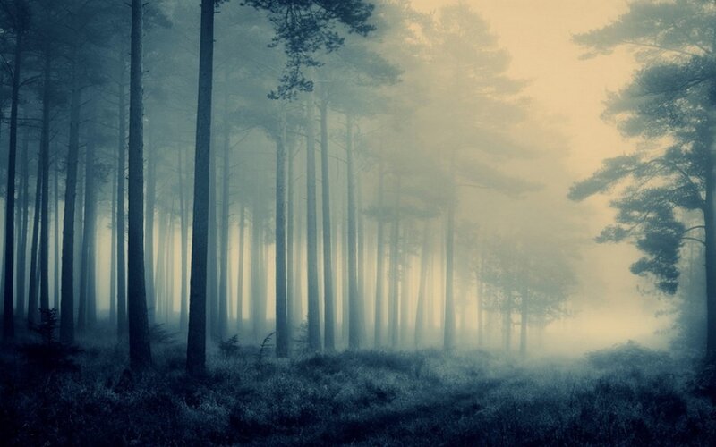 Tall Pine Trees in Fog — Blue, Misty