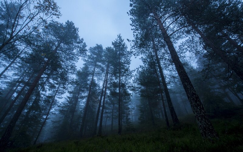Tall Pine Trees in Fog — Blue, Mysterious