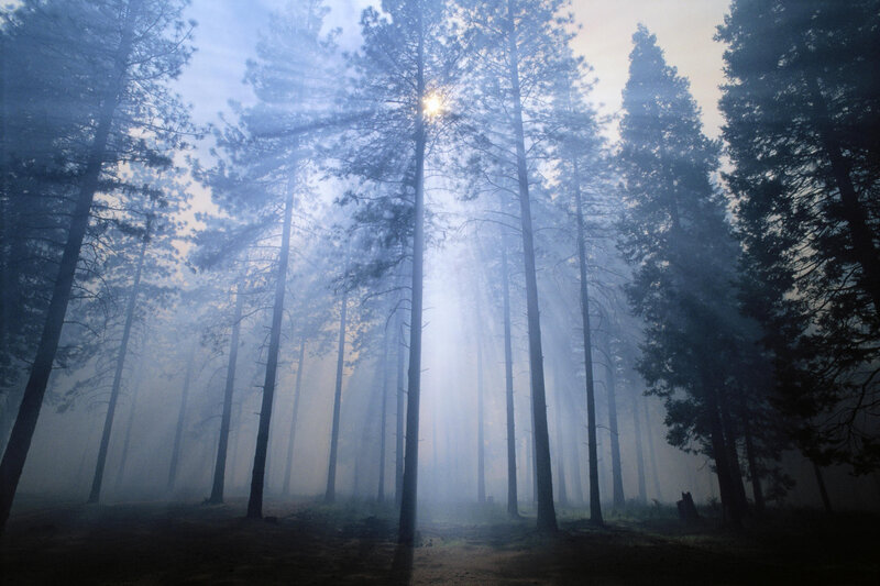 Tall Pine Trees in Fog — Blue, Serene