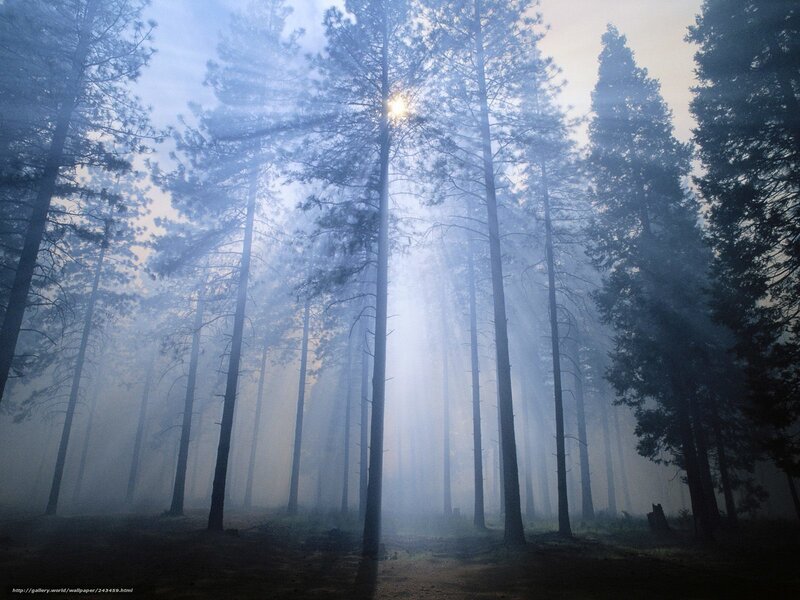 Tall Pine Trees in Fog — Blue