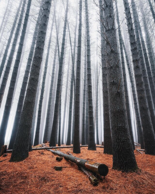 Tall Pine Trees in Fog — Brown, Misty, Morning
