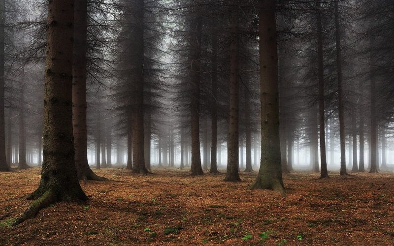 Tall Pine Trees in Fog — Brown, Misty