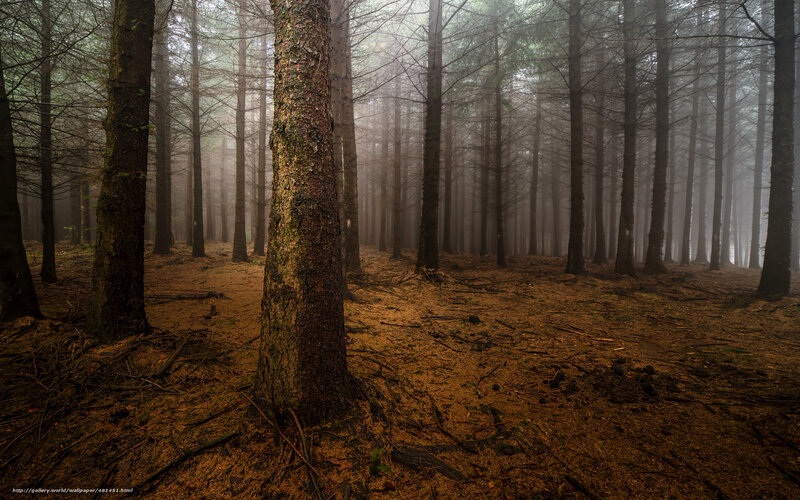 Tall Pine Trees in Fog — Brown
