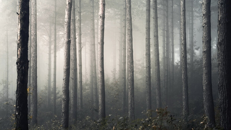 Tall Pine Trees in Fog — Gray, Misty
