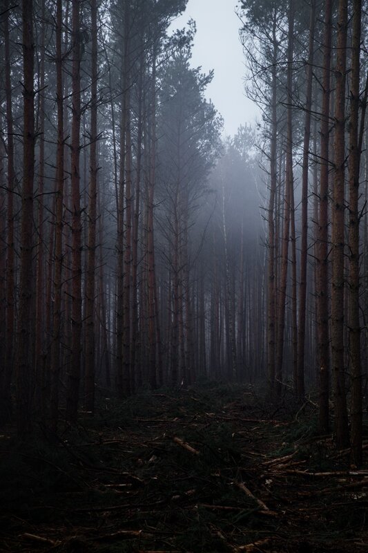 Tall Pine Trees in Fog — Gray