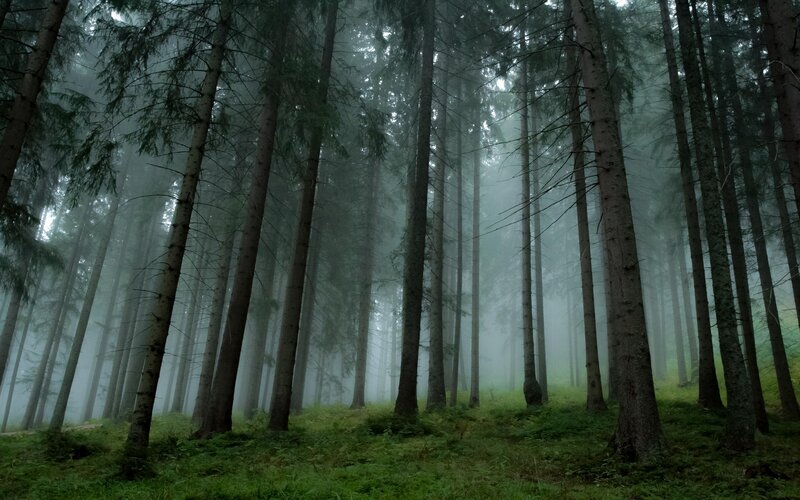 Tall Pine Trees in Fog — Green, Misty, Morning, Photograph, Forest