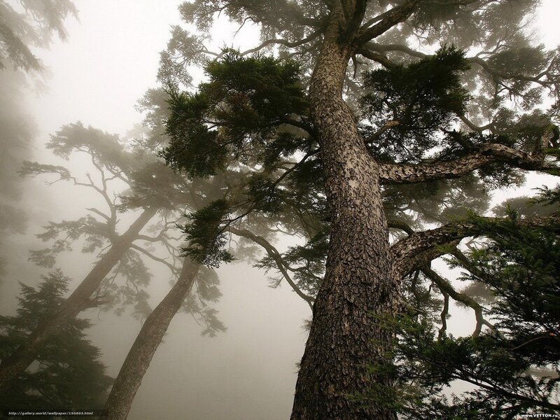 Tall Pine Trees in Fog — Green, Misty