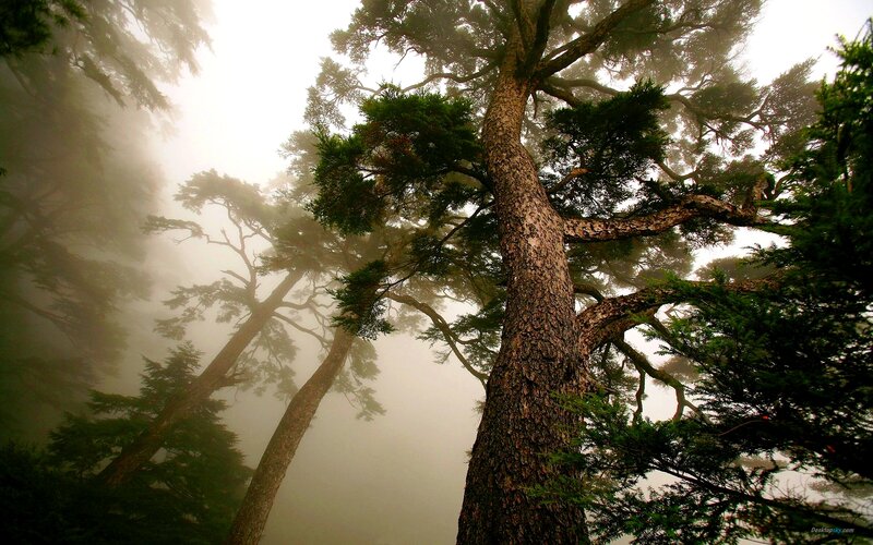 Tall Pine Trees in Fog — Green