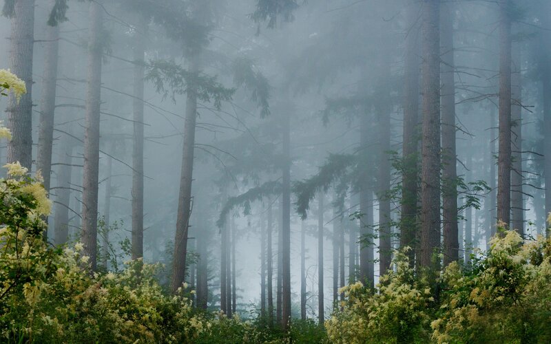 Tall Pine Trees in Fog