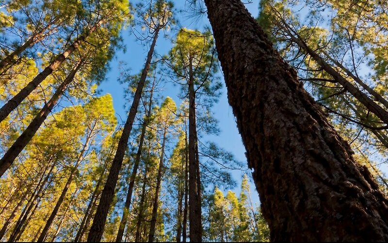 tall pine trees in forest