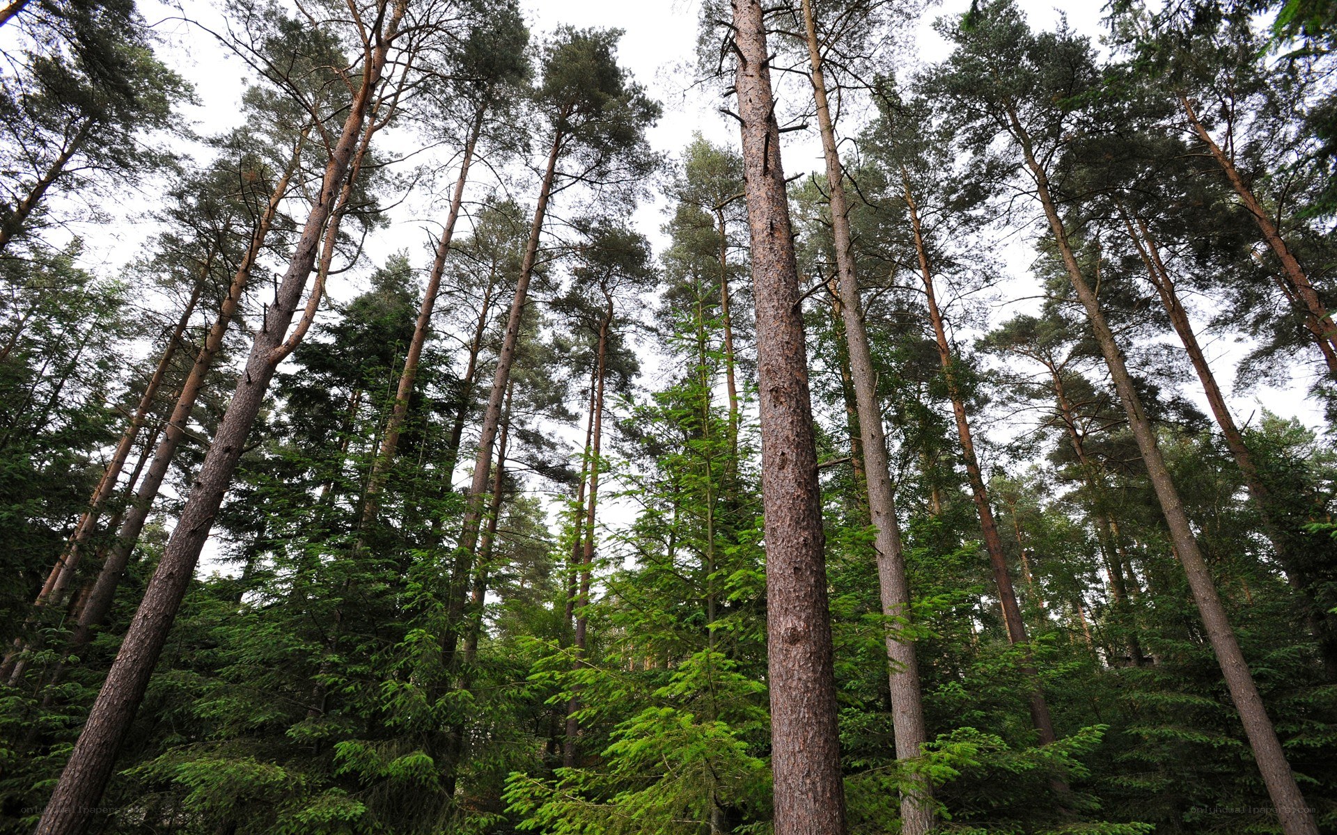 tall pine trees in forest