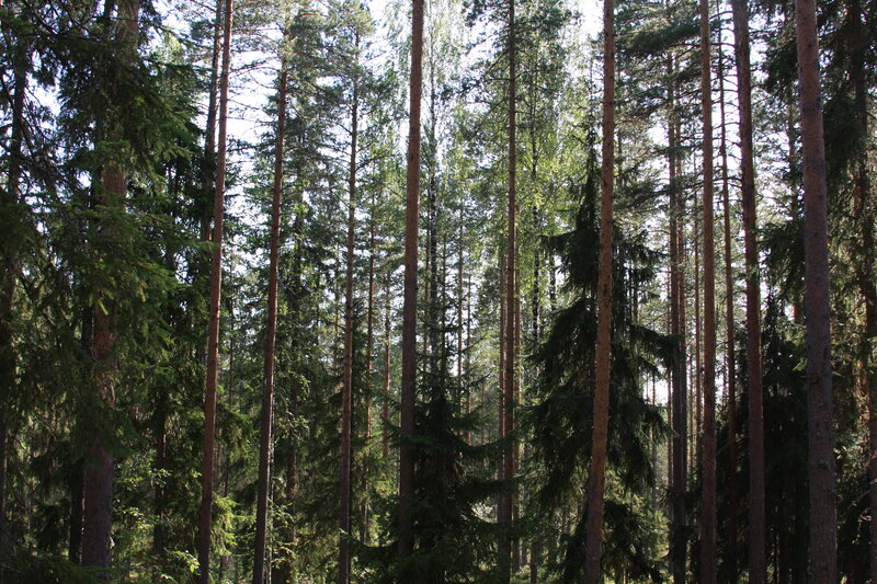 tall pine trees in forest