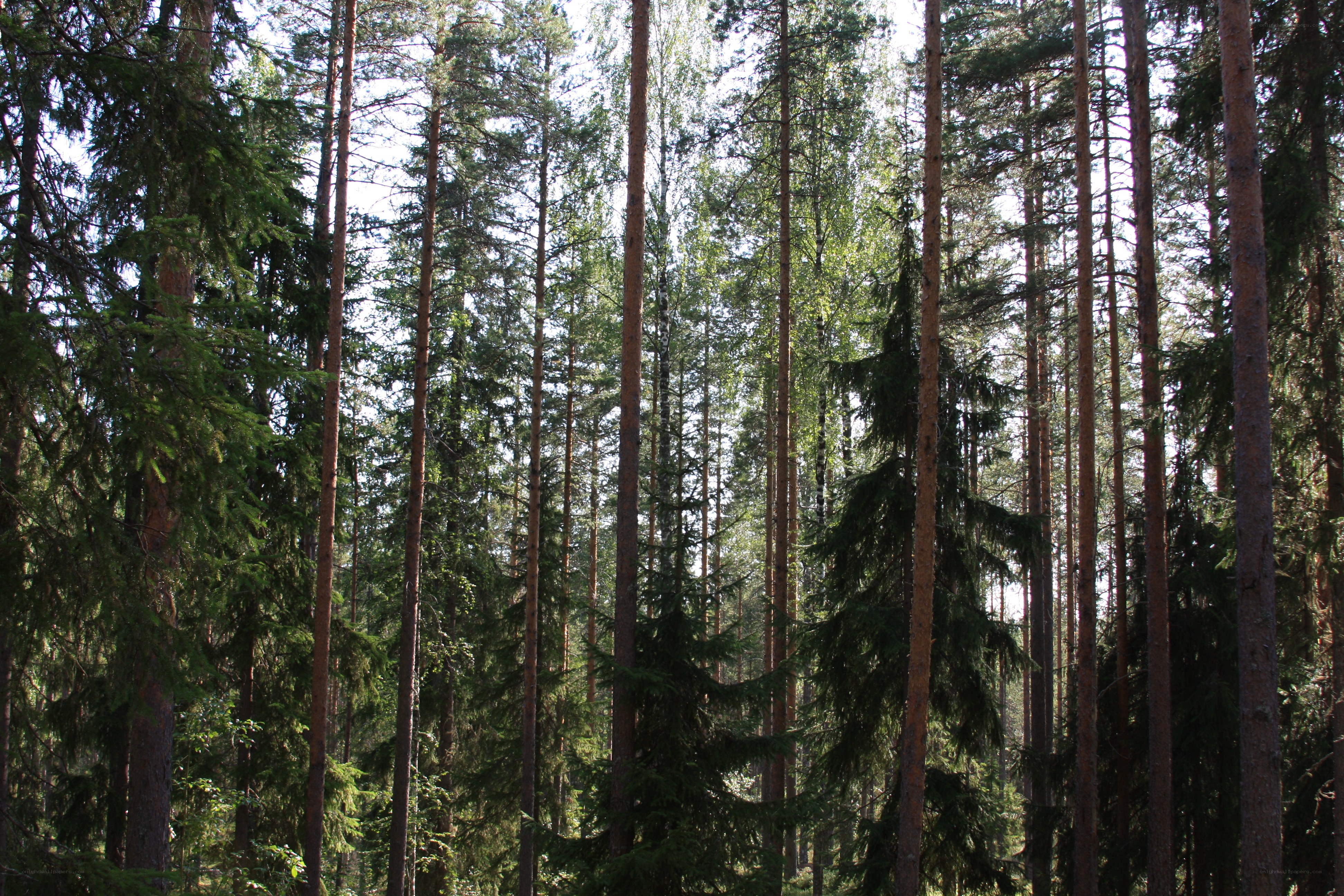 tall pine trees in forest