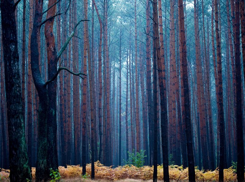 Tall Pine Trees in Forest — Blue, Misty