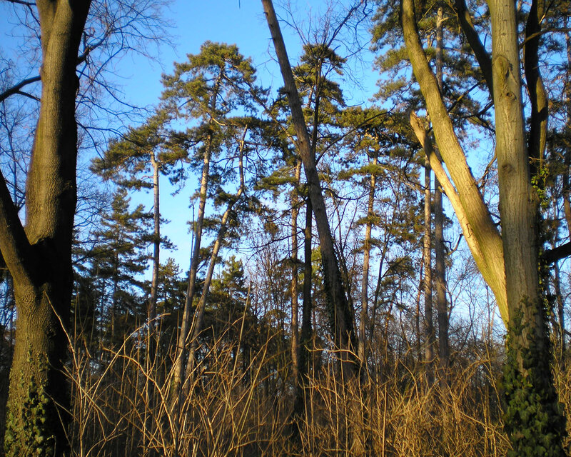 Tall Pine Trees in Forest — Blue, Serene, Afternoon, Photograph