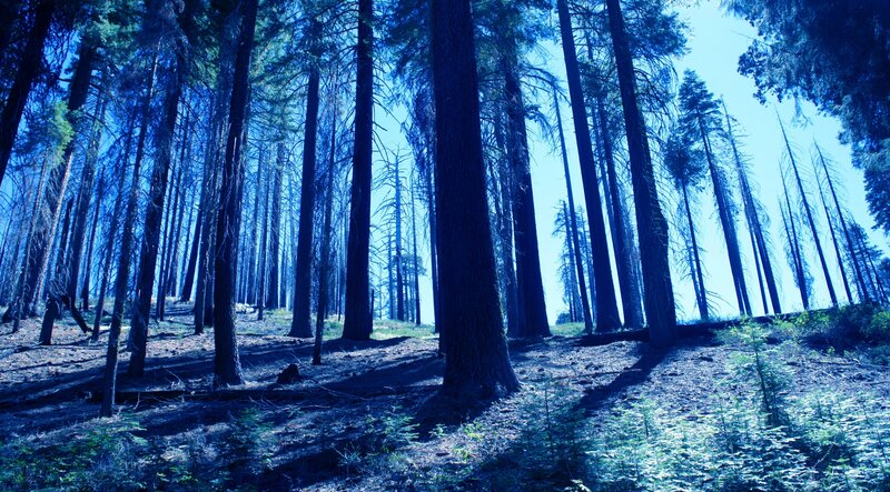 Tall Pine Trees in Forest — Blue, Serene, Afternoon