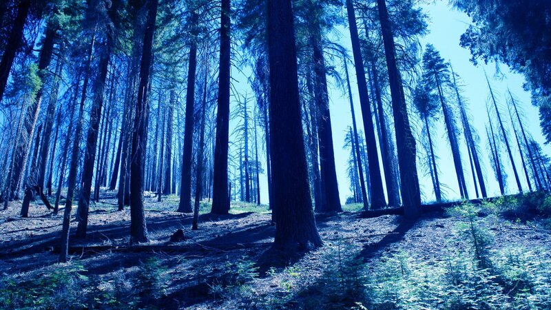Tall Pine Trees in Forest — Blue, Serene
