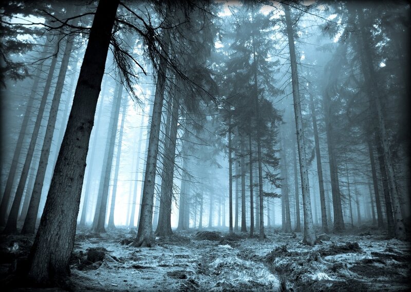 Tall Pine Trees in Forest — Blue