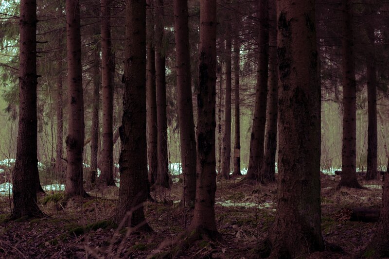 Tall Pine Trees in Forest — Brown, Dark