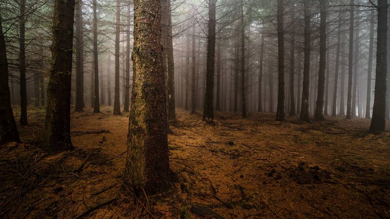 Tall Pine Trees in Forest — Brown, Misty, Morning