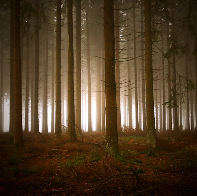 Tall Pine Trees in Forest — Brown, Misty