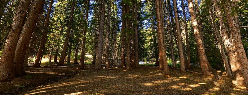 Tall Pine Trees in Forest — Brown, Serene, Afternoon, Photograph, Forest Floor, Sunlight