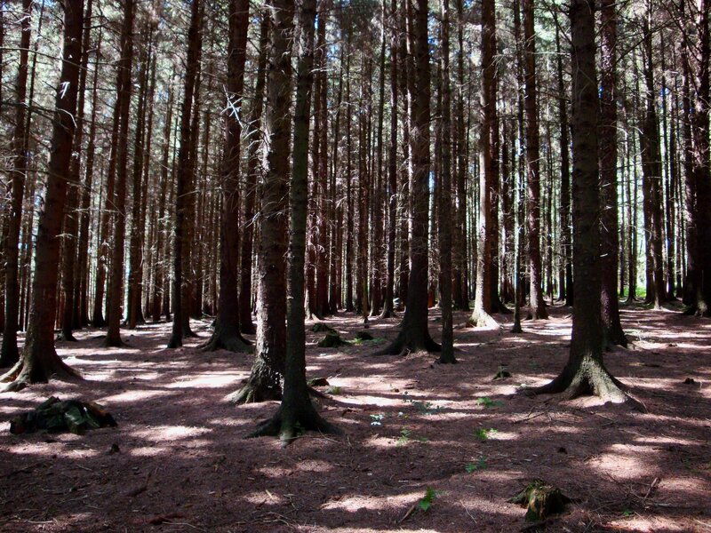 Tall Pine Trees in Forest — Brown, Serene, Afternoon, Photograph, Forest Floor