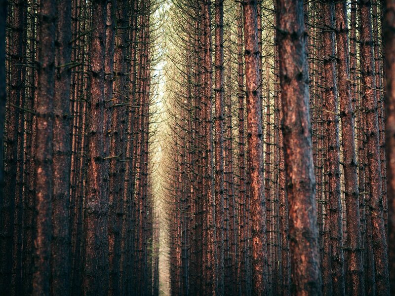 Tall Pine Trees in Forest — Brown, Serene, Morning, Photograph